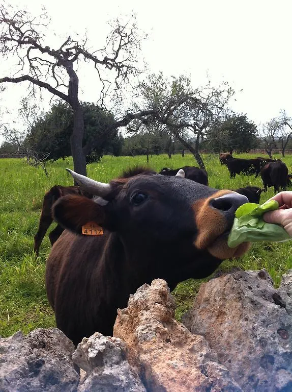 Sa Bassa Crua Agroturismo Sa Torre Spain